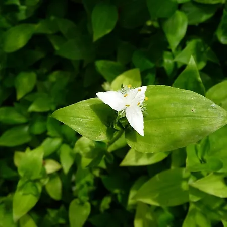A Velha Casa Дом отдыха