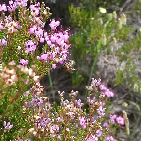 A Velha Casa Дом отдыха Вила-ди-Рей