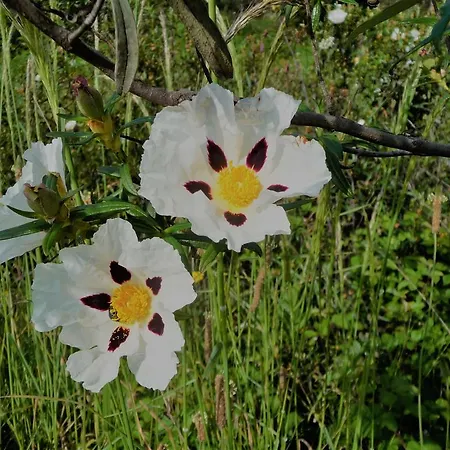 Дом отдыха A Velha Casa *