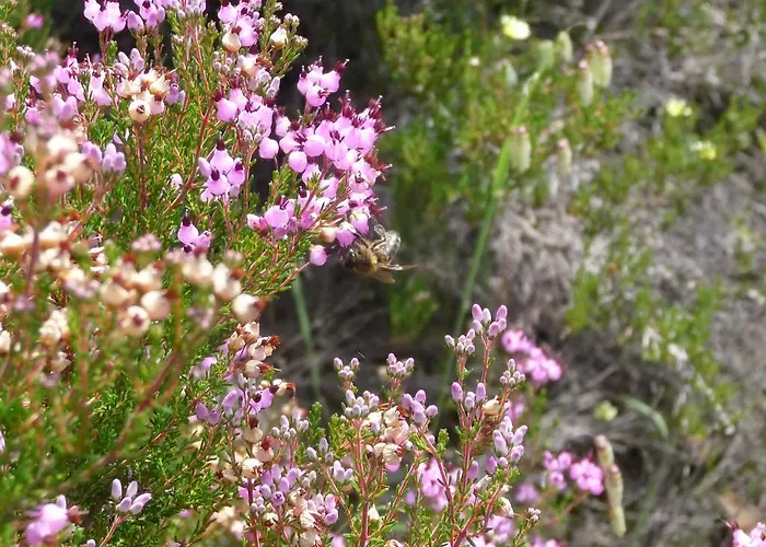 A Velha Casa Holiday home Vila de Rei
