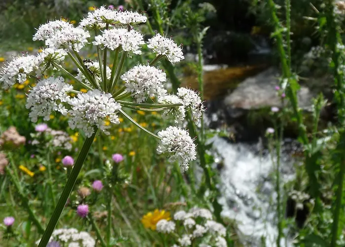 A Velha Casa Vila de Rei